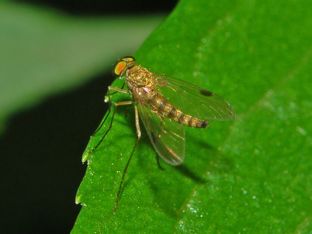 Chrysopilus asiliformis (Rhagionidae)